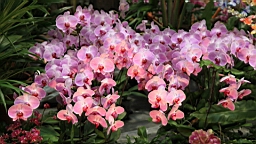 Resize of IMG_7185.JPG